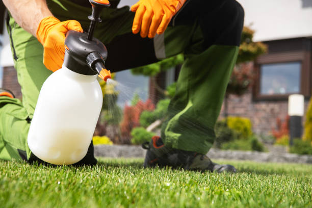 Best Termite Control Services  in Alanes Ridge, CA