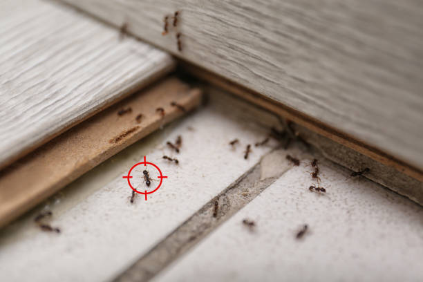 Best Pest Control for Businesses  in Alanes Ridge, CA