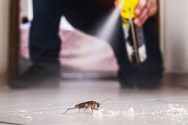 Best Bed Bug Extermination  in Alanes Ridge, CA