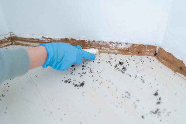 Best Wasp Removal Services  in Alanes Ridge, CA